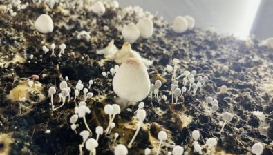 億潤現代農業：菌果輪作，走生態循環的高產路