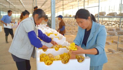 美味上新！江西泰和縣智慧農(nóng)業(yè)食用菌產(chǎn)業(yè)園迎豐收季