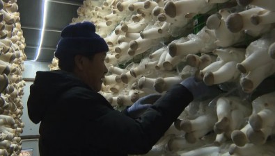 玉森農業：引進自動化設備，雞腿菇單包產量明顯提高
