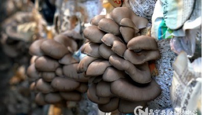 云南昌寧食用菌年產值超4億元