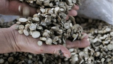 元先橋農(nóng)業(yè)：食用菌年產(chǎn)值超100萬元