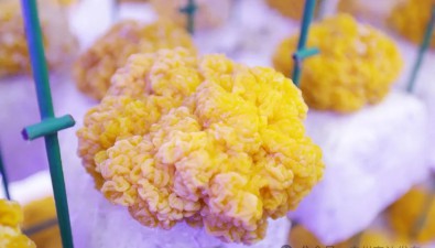 廣州南沙這家“蘑”幻農場有啥新“菇”事？
