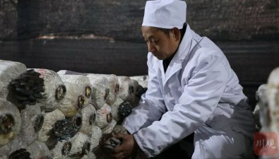 黃新偉：二十多年堅持種菇，練就致富“蘑”力