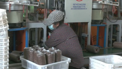 萬鹿溝國投菌包廠：采用優質原料，日產約12萬包