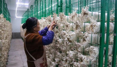 四川珙縣桑枝食用菌一體化項(xiàng)目計(jì)劃2025年、2027年啟動(dòng)二、三期建設(shè)