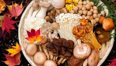 專家預(yù)測：十年內(nèi)我國有望徹底撕掉“菌種小國”標簽