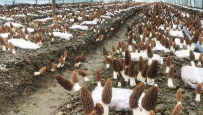 贵州息烽县天台村：羊肚菌种植面积约1000平方米