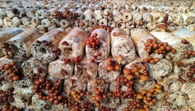 江苏丰县凤城街道：食用菌产值超4亿元