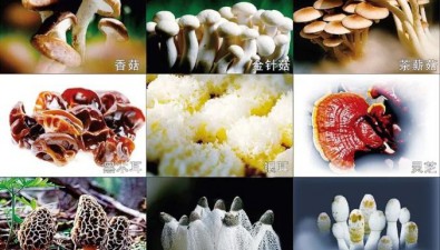福建古田何以“领菌”？打造产业链发展样板！