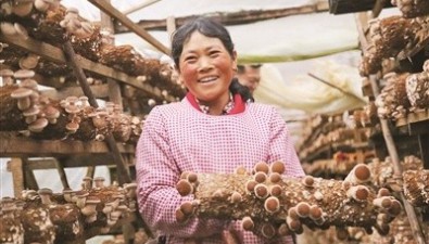 云南施甸縣姚關(guān)鎮(zhèn)：冬菇長成增收源
