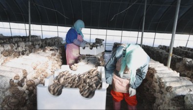 河北海興：鹽堿地上種出“致富菇”
