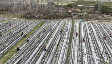 安徽祁门县小路口镇：发展食用菌带动村民家门口就业致富