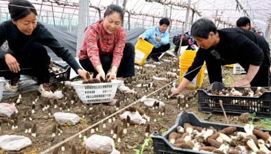 安徽亳州：葡萄套種羊肚菌，每畝收30000多元