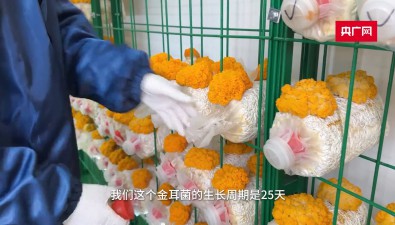30㎡菇房，年產值達20萬元！小菇房牽出共富大產業