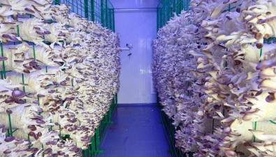 食用菌产业园智慧菌房投产！首批5万棒秀珍菇“冒头”