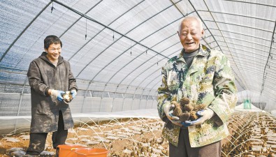 安徽马鞍山雨山区：羊肚菌抢“鲜”上市，每棚将收6000元