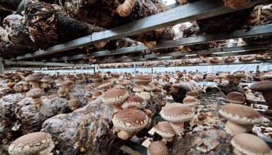 食用菌育種怎么做？市場需求是“指揮棒”