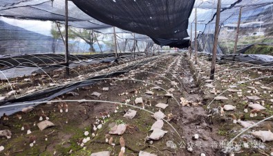 數字化技術，助力香格里拉羊肚菌產業迎來新突破