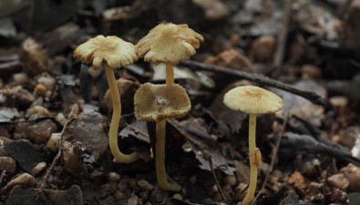 第8個！丹霞山發現大型真菌新物種，有毒但有用