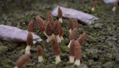 貴州務川：規模化種植羊肚菌100畝