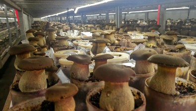 黑牛肝菌量产，填补市场空白！二期项目年底投产，招聘进行中