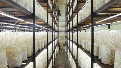 智能化、工厂化生产，日产海鲜菇7吨！