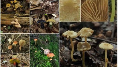 广东丹霞山发现的8个大型真菌新种