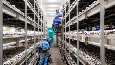 公示！这家食用菌企业获得奖补资金