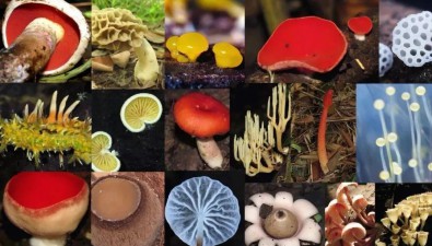 食用菌助眠的科學依據