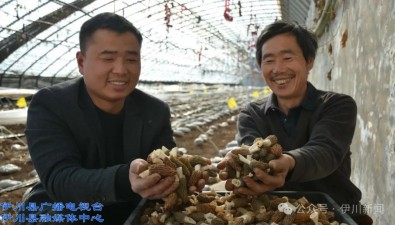 河南伊川新农人羊肚菌种出新名堂