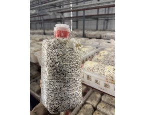 金耳菌短棒