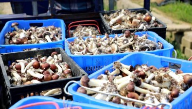 3000斤鲜菇赠乡邻！规划建设“百菇博览园”，拓展到20个品种……