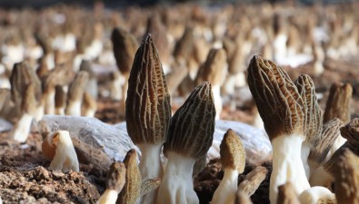 河北卢龙：羊肚菌基地进入采收期