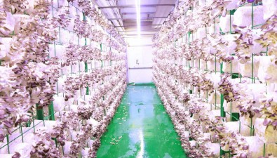 浙江温岭：智慧菇菌舱推动食用菌产业焕新升级