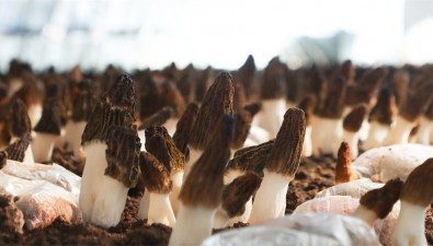 安徽淮南市大通區：有機食用菌產業助力鄉村振興