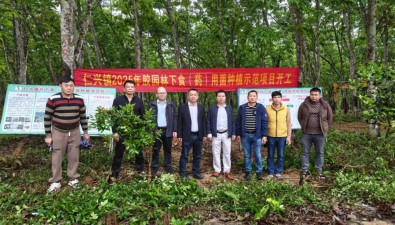 海南澄迈仁兴镇2025年胶园林下食（药）用菌种植示范项目开工