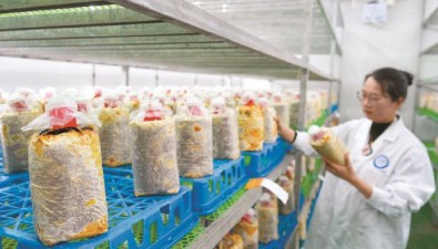 菌渣循環利用，離土栽培也能茁壯生長