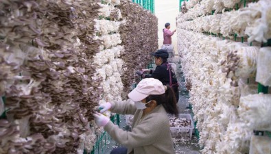 日产超2万棒！福建龙岩新罗区红坊镇菌菇供不应求