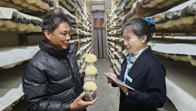 农行宁德古田支行食用菌产业贷款余额15.7亿元