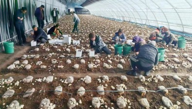 畝產突破2000斤，北方寒地破局珍稀菌種植
