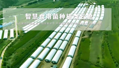 特別策劃|聚焦菌業，推進產業提質增效