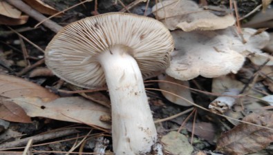黃綠口蘑|茂蘭國家級自然保護區發現大型真菌新記錄種
