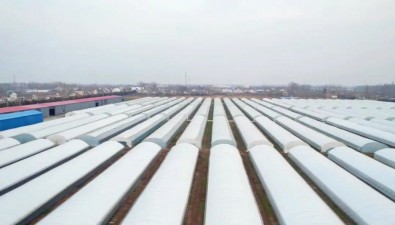江苏射阳四明镇：食用菌年产值5亿元