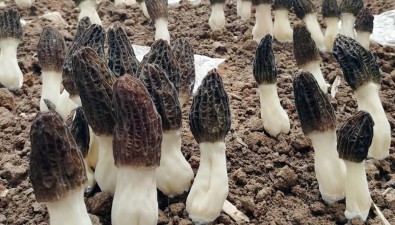 甘肅張家川：羊肚菌工廠化生產“出圈”，三期新建26座大棚