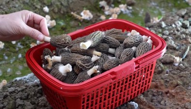 江西省大余縣河洞鄉(xiāng)：年產(chǎn)食用菌50萬斤