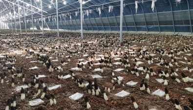 胡川镇羊肚菌工厂化基地：三期规划新建26座工厂化生产棚
