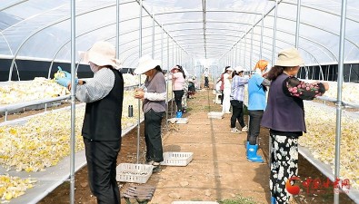 甘肃庄浪：双轮驱动激活食用菌产业发展