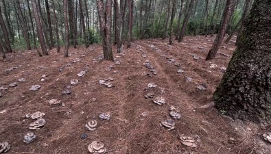 云南施甸县林菌模式初见成效