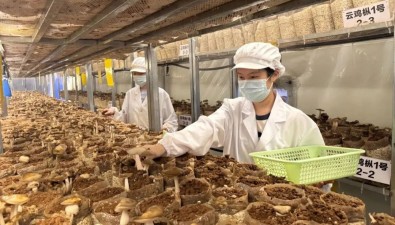 “云鸡枞”在云南永胜涛源试种成功