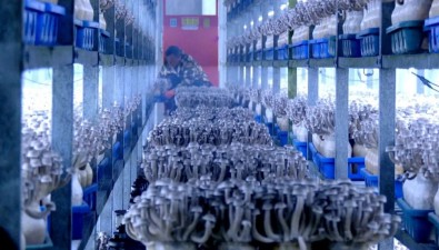 满负荷动转！每天50吨鲜品供应全国市场